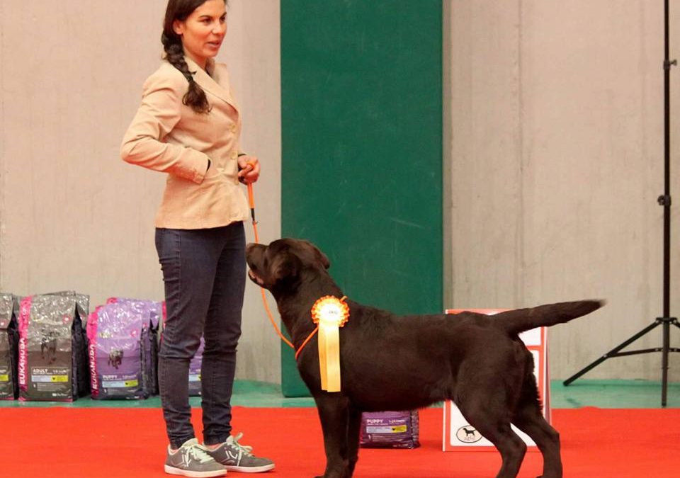 Amador  en la MONOGRÁFICA Mejor Cachorro y Trofeo Carpenny