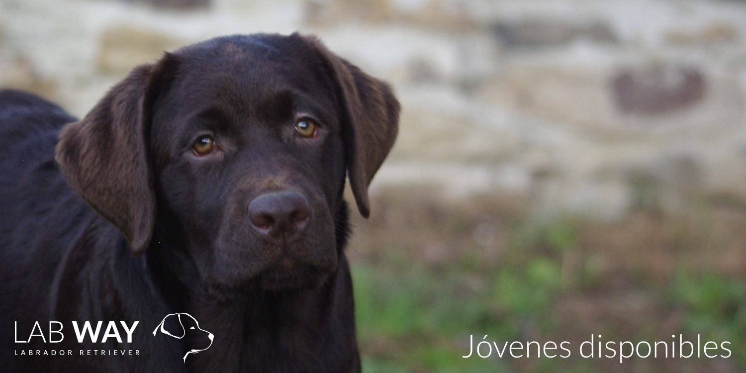 Jovenes Disponibles
