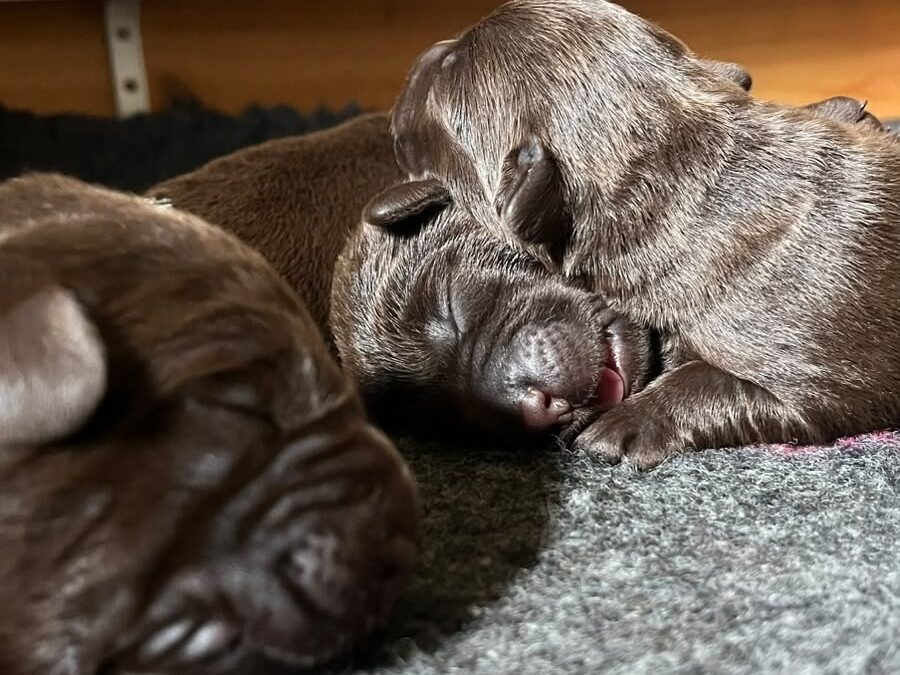 Cachorros disponibles